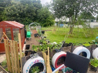 A garden with a shed and a tree.