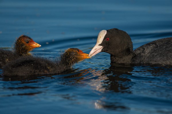 Photo of coot and two chicks in the water