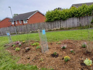 Newly planted trees in a field.