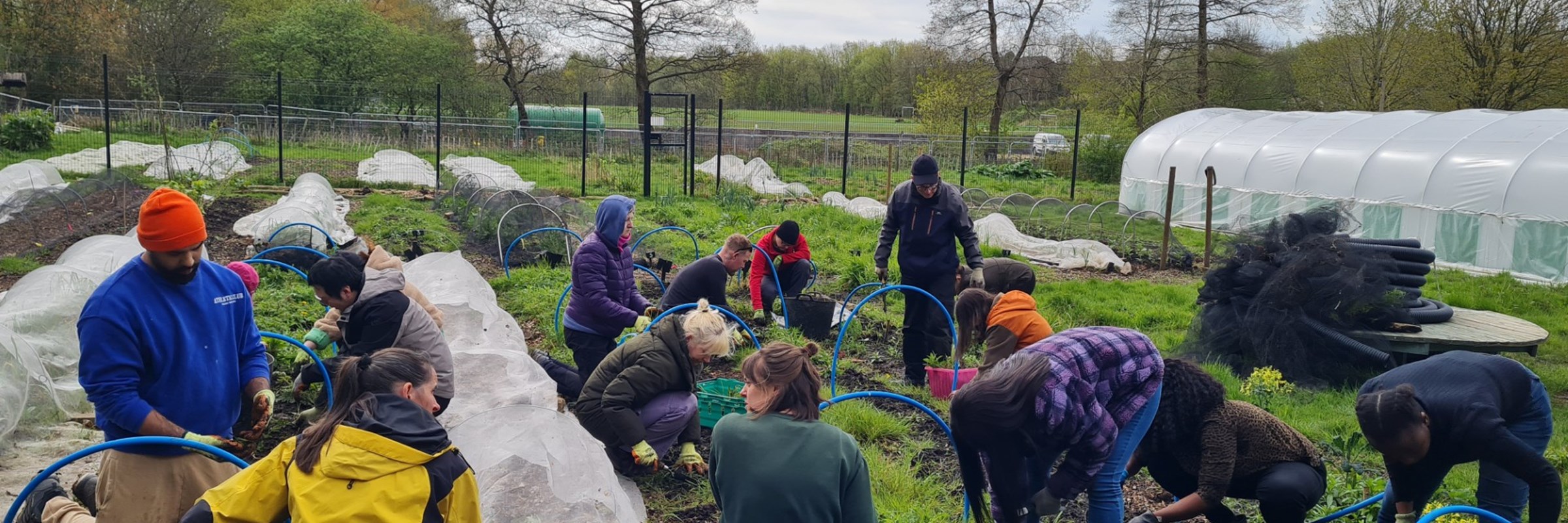 A group of people are working together in a community garden, tending to plants and soil on a cloudy day.