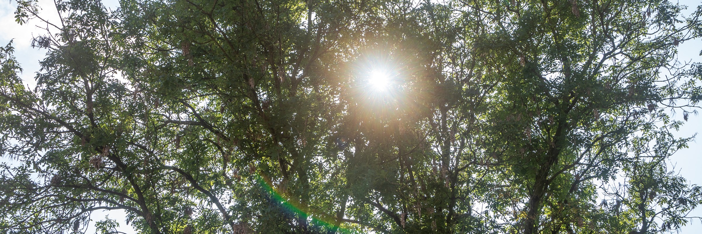 Sunlight shines through the dense green canopy of tall trees on a bright day.
